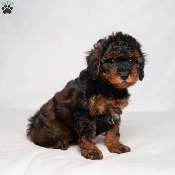 Jessica, Cavapoo Puppy